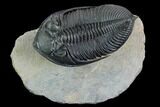 Zlichovaspis Trilobite - Stunning Preparation #125093-2